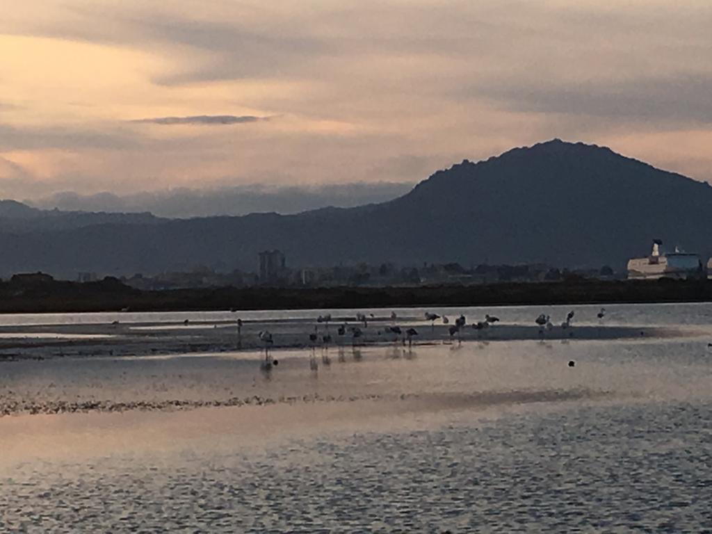 Sole Olbia