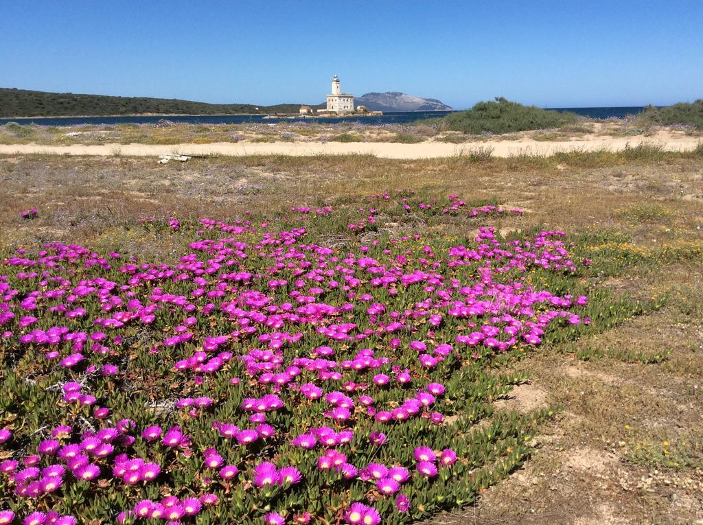 Sole * Olbia